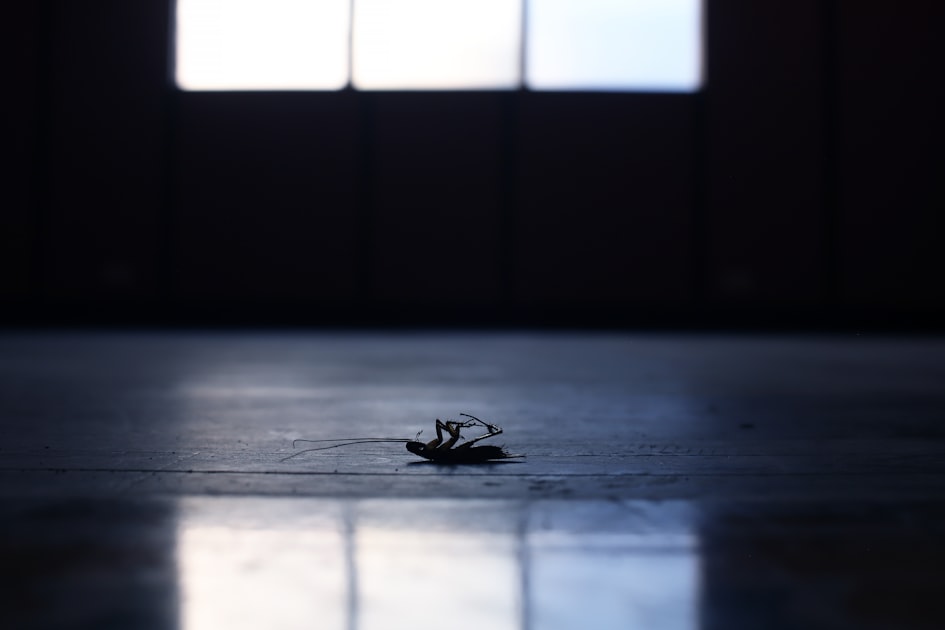 Preventing Ant Infestations in Your Home