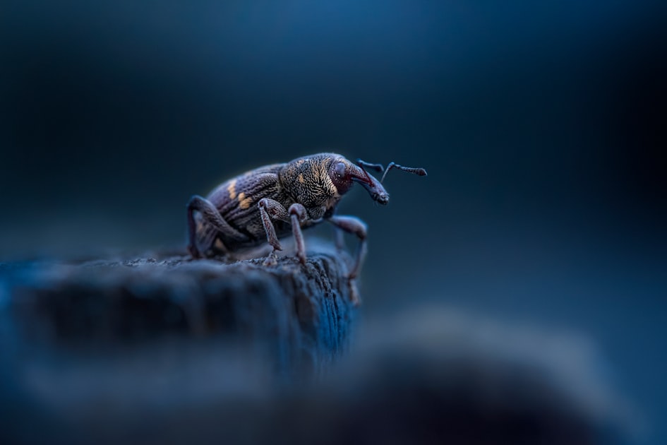 Spider Control: Tips for Homeowners
