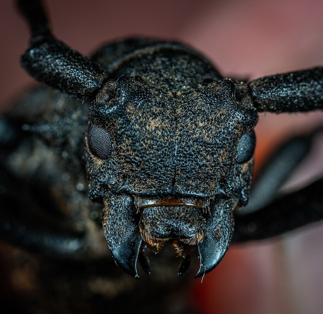 Termite Treatment Options for Homeowners